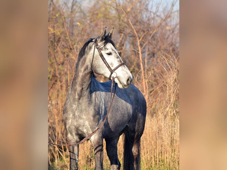 Holstein Mare 5 years 17,1 hh Gray-Dapple in Radziejów