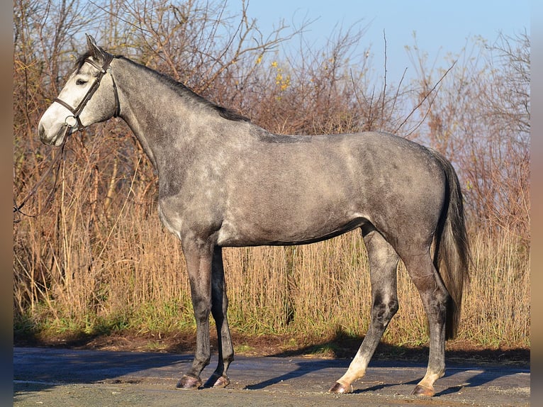 Holstein Mare 5 years 17,1 hh Gray-Dapple in Radziejów