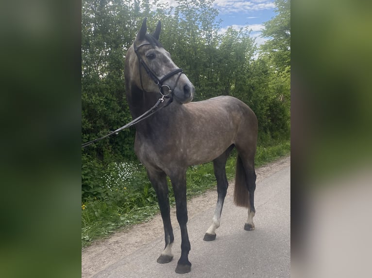 Holstein Mare 5 years 17.1 hh Grey in Gelting
