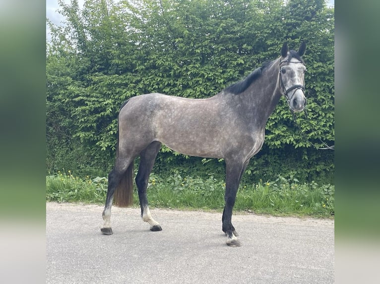Holstein Mare 5 years 17.1 hh Grey in Gelting