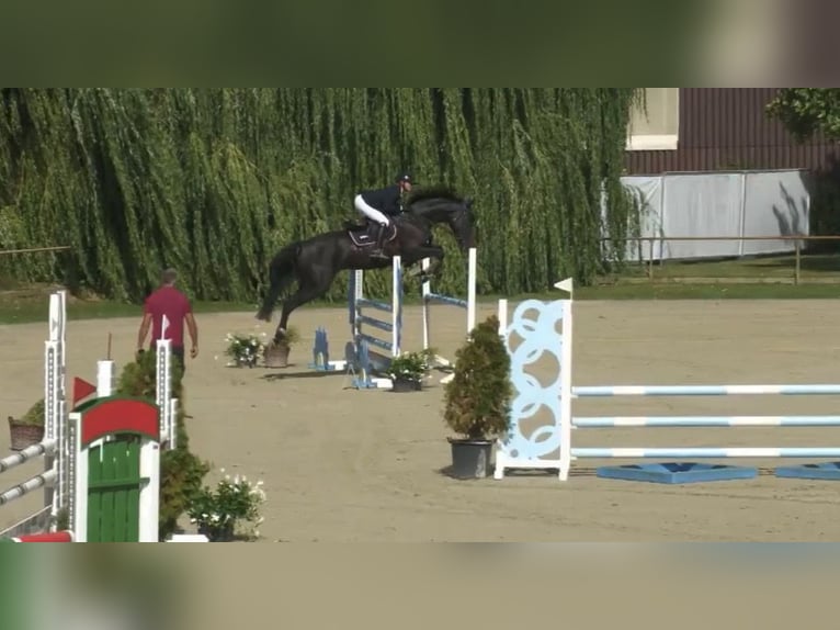 Holstein Mare 5 years 17 hh Black in WeiterstadtWeiterstadt