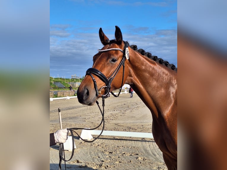 Holstein Mare 5 years 17 hh Brown in Lübeck