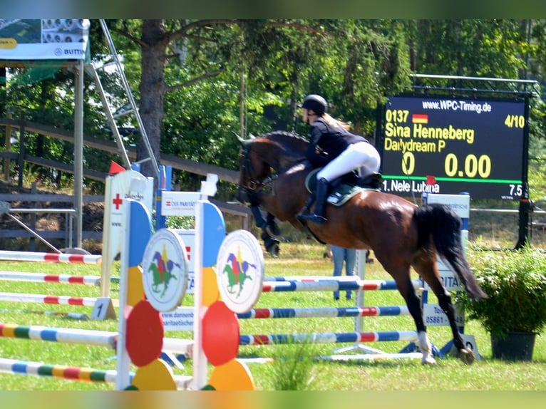 Holstein Mare 5 years 17 hh Brown in Wittingen