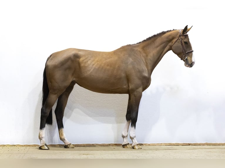 Holstein Mare 5 years 17 hh Brown in Waddinxveen