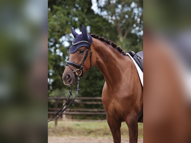Holstein Mare 5 years 17 hh Chestnut-Red in Weddingstedt
