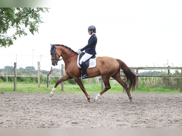 Holstein Mare 5 years 17 hh Chestnut-Red in Weddingstedt