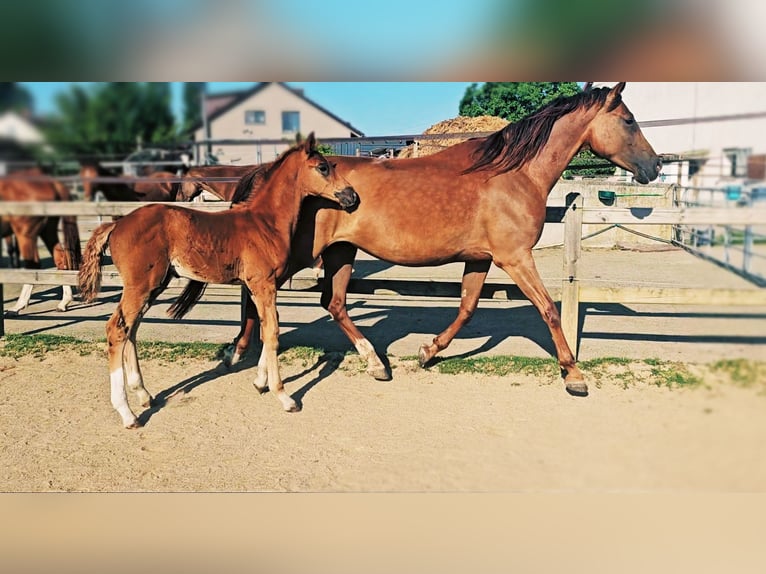 Holstein Mare 5 years 17 hh in Langenau
