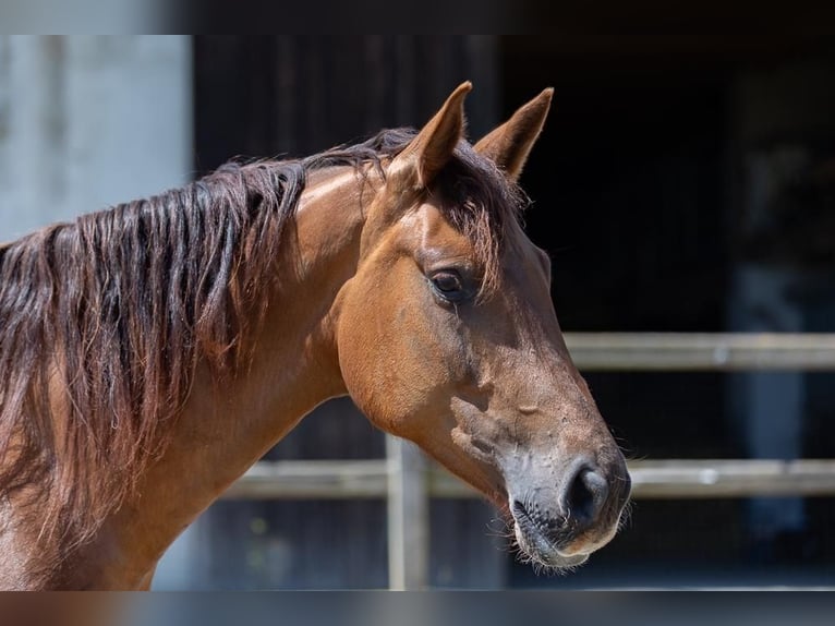 Holstein Mare 5 years 17 hh in Langenau