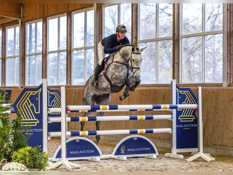 Holstein Mare 5 years 17 hh Grey-Dapple in Diepholz