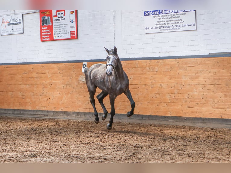 Holstein Mare 5 years 17 hh Grey in W&#xF6;hrden