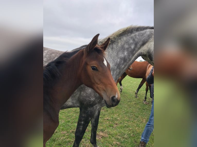 Holstein Mare 5 years 17 hh Grey in W&#xF6;hrden