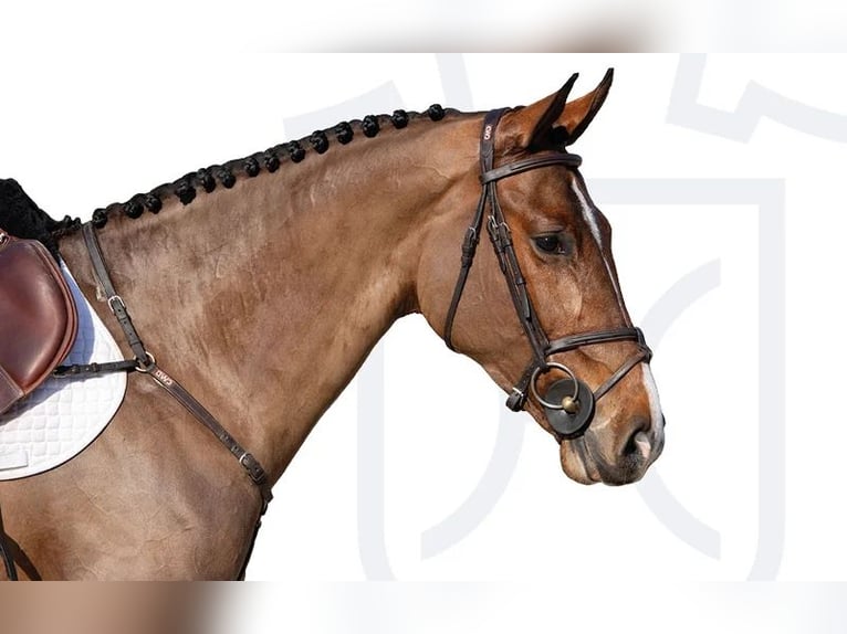 Holstein Mare 5 years Brown in Elmshorn