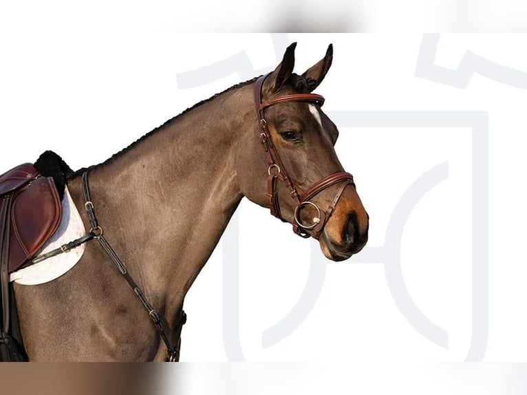 Holstein Mare 5 years Brown in Elmshorn