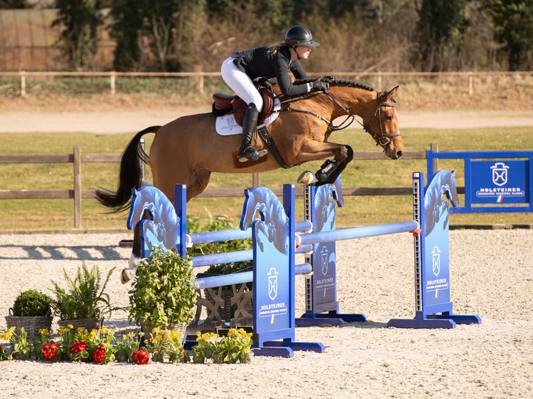 Holstein Mare 5 years Brown in Elmshorn