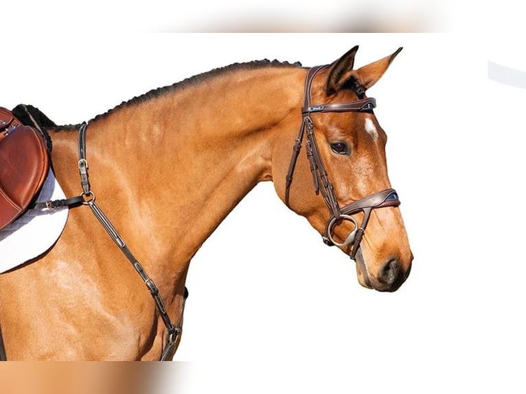 Holstein Mare 5 years Brown in Elmshorn