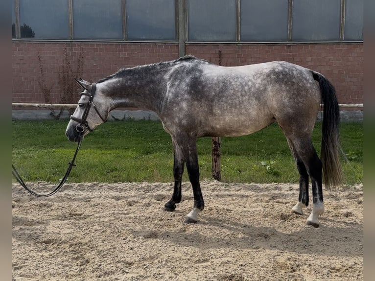 Holstein Mare 5 years Gray in Overath