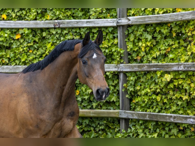 Holstein Mare 6 years 15.1 hh Brown in Waddinxveen