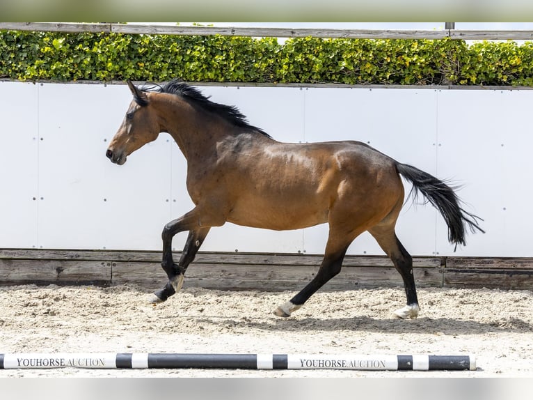 Holstein Mare 6 years 15.1 hh Brown in Waddinxveen
