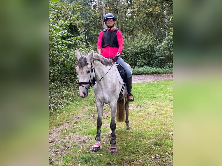 Holstein Mare 6 years 15,2 hh Gray in Greven