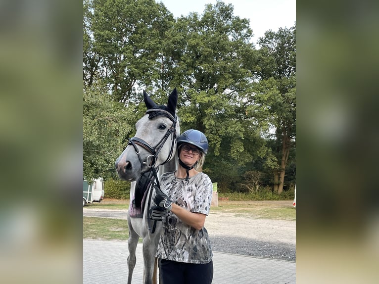 Holstein Mare 6 years 15,2 hh Gray in Greven
