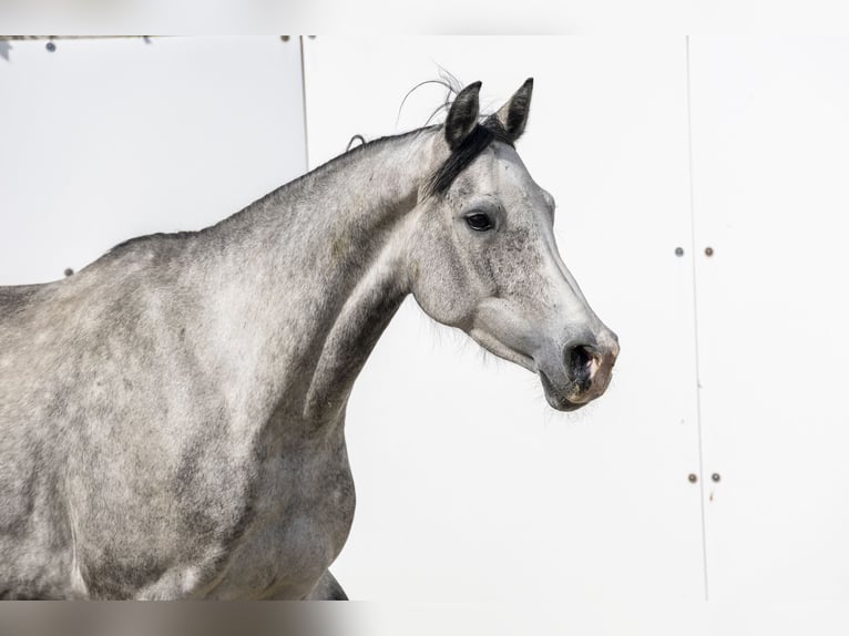 Holstein Mare 6 years 15.2 hh Grey in Waddinxveen