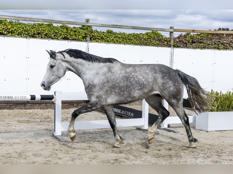 Holstein Mare 6 years 15.2 hh Grey in Waddinxveen