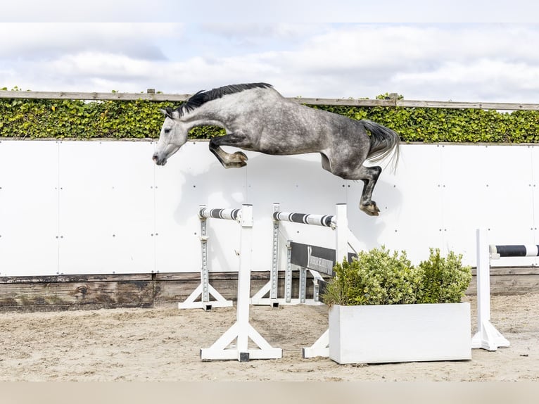 Holstein Mare 6 years 15.2 hh Grey in Waddinxveen