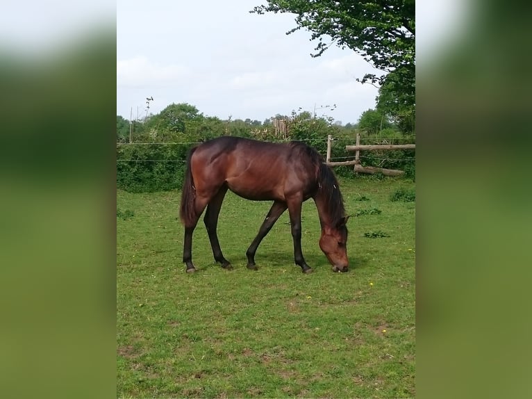 Holstein Mare 6 years 15,3 hh Bay-Dark in Freienwill