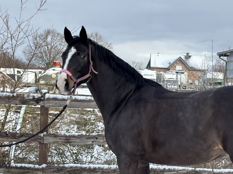 Holstein Mare 6 years 15 hh Bay-Dark in Grevenbroich