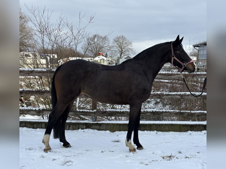 Holstein Mare 6 years 15 hh Bay-Dark in Grevenbroich