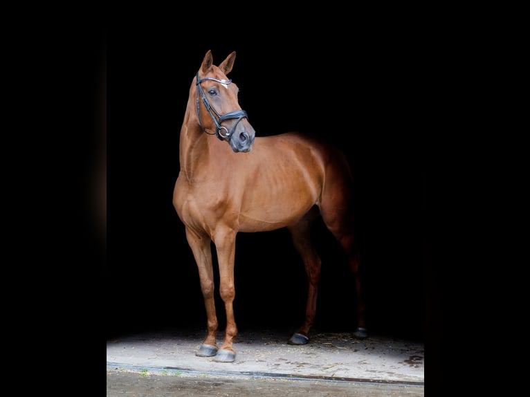 Holstein Mare 6 years 15 hh Chestnut-Red in Grande