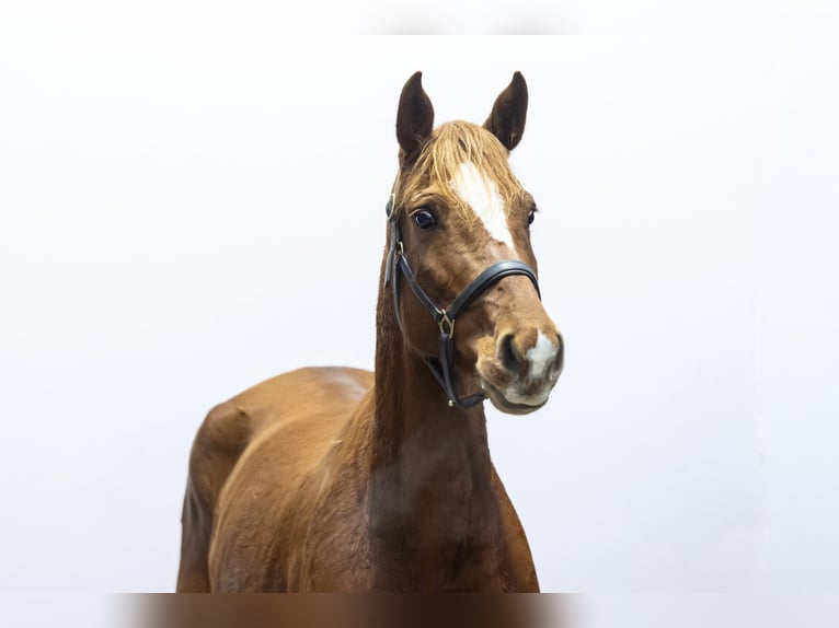 Holstein Mare 6 years 15,2 hh Chestnut-Red in Waddinxveen