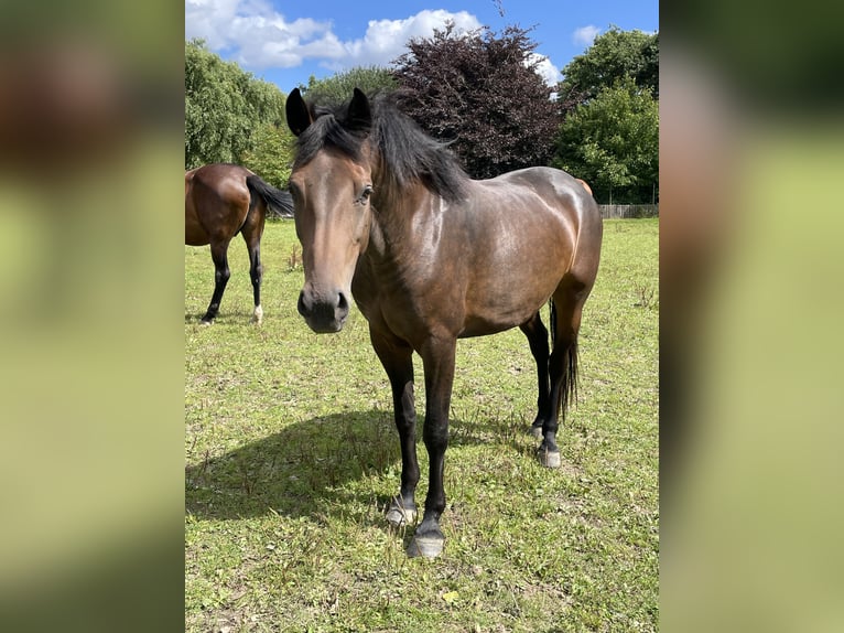 Holstein Mare 6 years 15,3 hh Bay-Dark in Freienwill