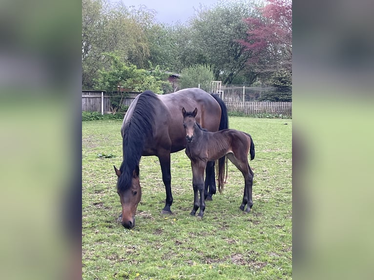 Holstein Mare 6 years 15,3 hh Bay-Dark in Freienwill