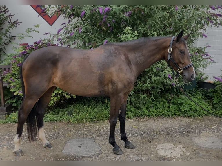 Holstein Mare 6 years 15,3 hh Bay-Dark in Leverkusen