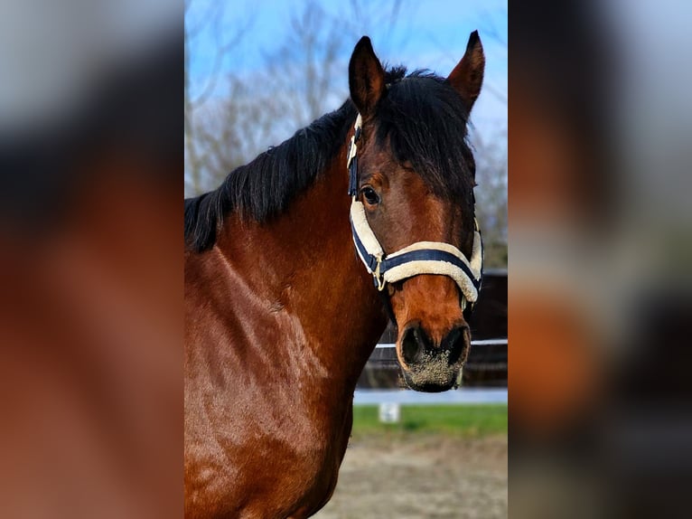 Holstein Mare 6 years 16,1 hh Brown in Mildstedt