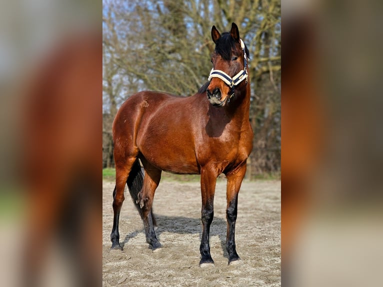 Holstein Mare 6 years 16,1 hh Brown in Mildstedt