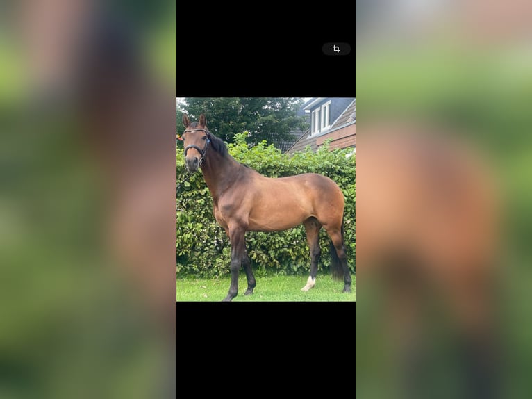 Holstein Mare 6 years 16,1 hh Brown in Husum