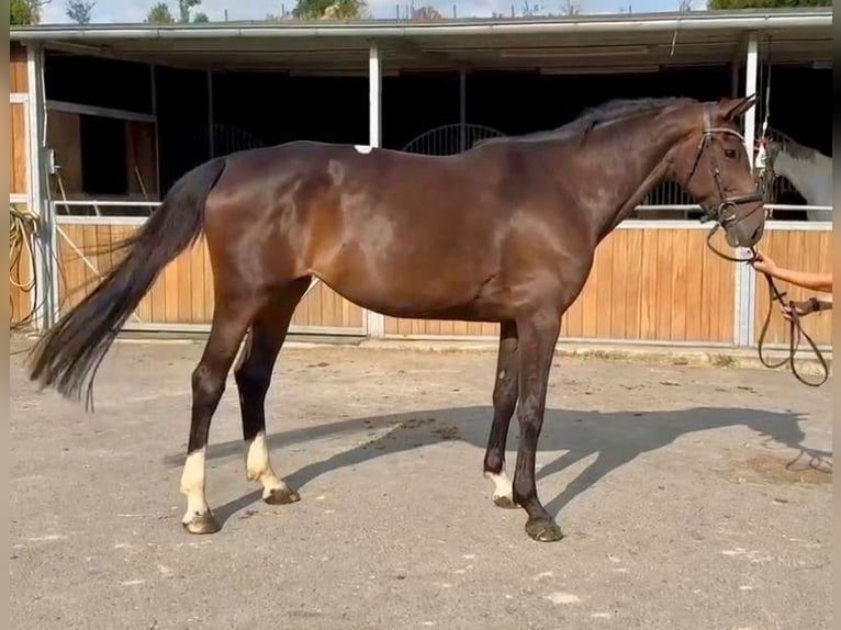 Holstein Mare 6 years 16,1 hh Brown in Lindlar