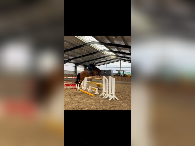 Holstein Mare 6 years 16,1 hh Brown in Herzlake