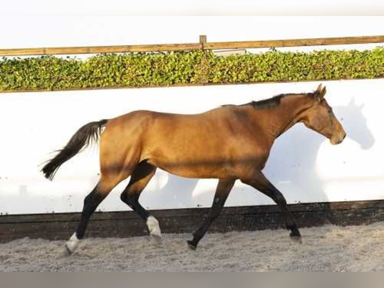 Holstein Mare 6 years 16,1 hh Brown in Waddinxveen