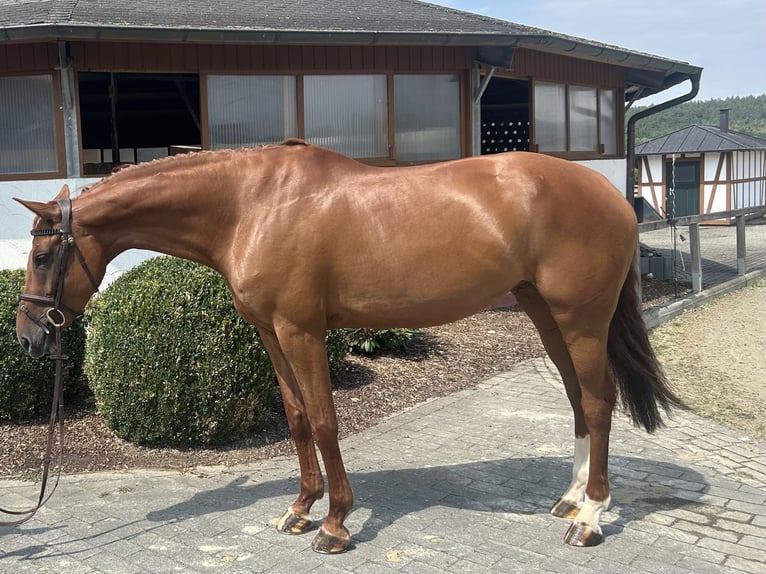 Holstein Mare 6 years 16.1 hh Chestnut-Red in Zeitlofs