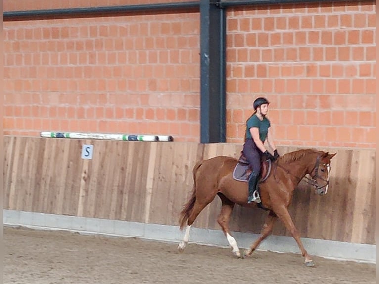 Holstein Mare 6 years 16.1 hh Chestnut-Red in Göttingen