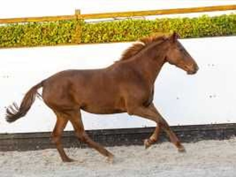 Holstein Mare 6 years 16,1 hh Chestnut-Red in Waddinxveen