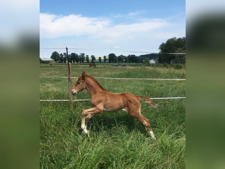 Holstein Mare 6 years 16,1 hh Chestnut in Hünfelden-Kirberg