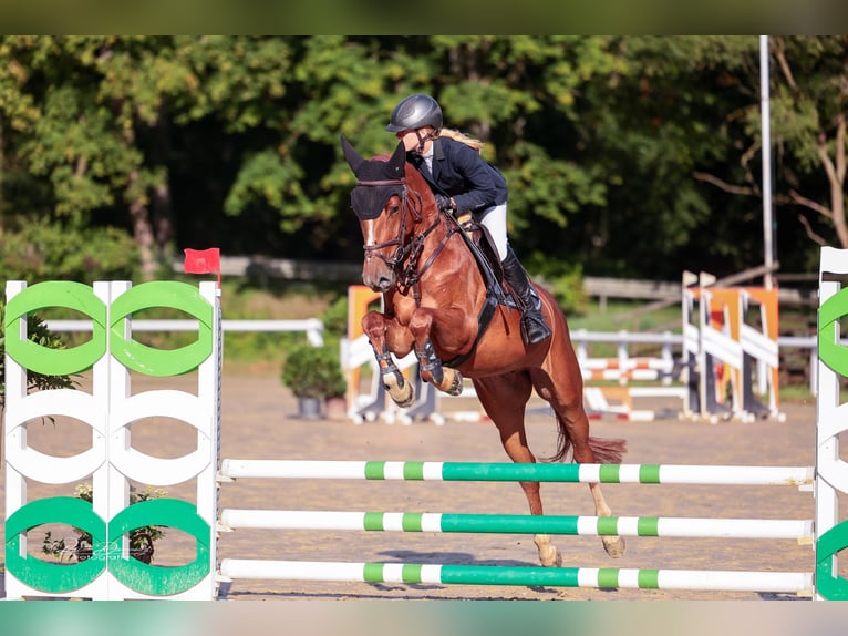 Holstein Mare 6 years 16,1 hh Chestnut in Hünfelden-Kirberg