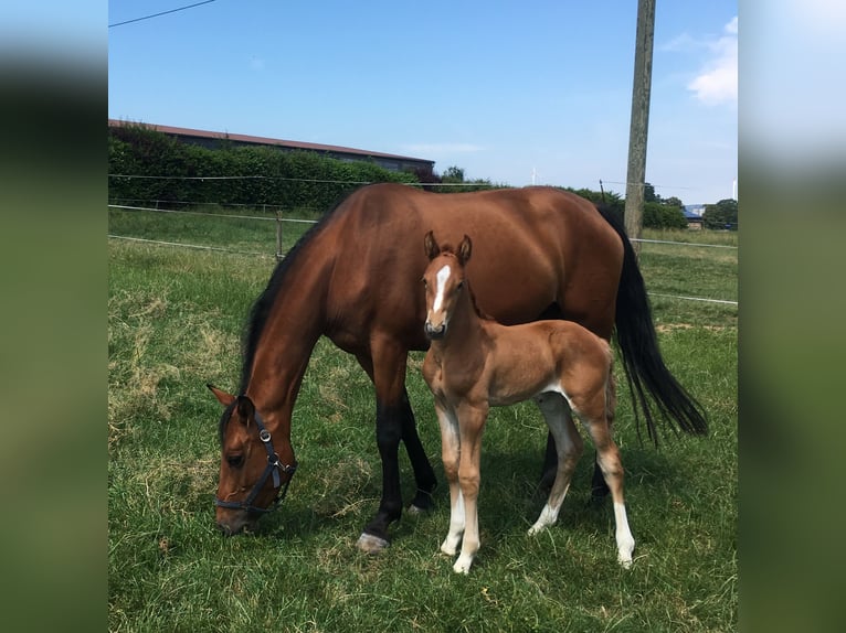 Holstein Mare 6 years 16,1 hh Chestnut in Hünfelden-Kirberg