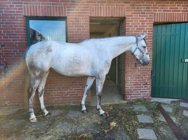 Holstein Mare 6 years 16,1 hh Gray in Olfen