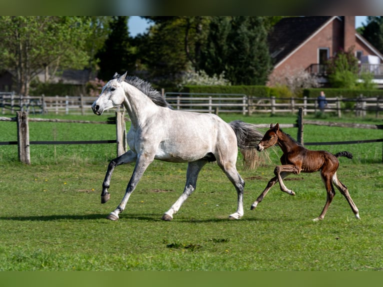 Holstein Mare 6 years 16.1 hh Grey in Ueckermünde