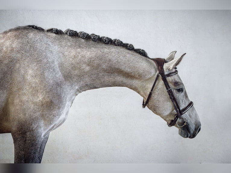 Holstein Mare 6 years 16.1 hh Grey in Ueckermünde